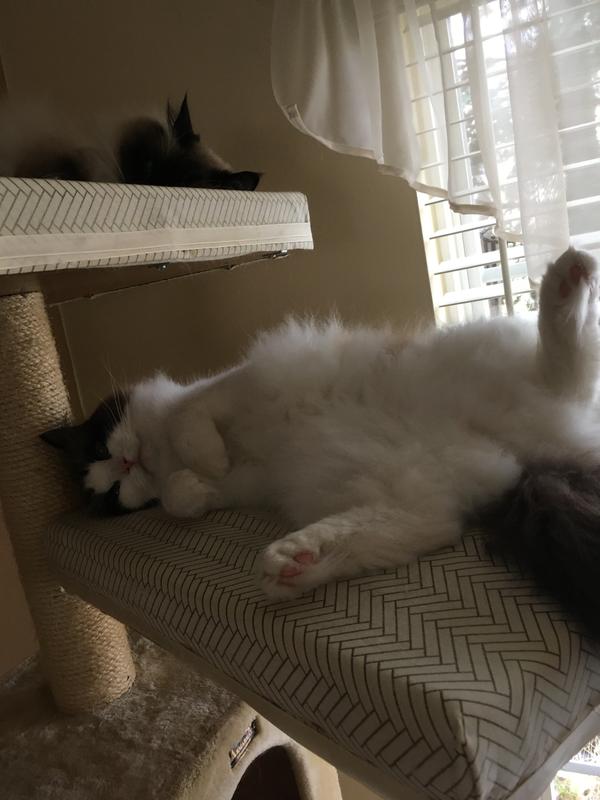 Murphy on lower platform, brother Mooch above him