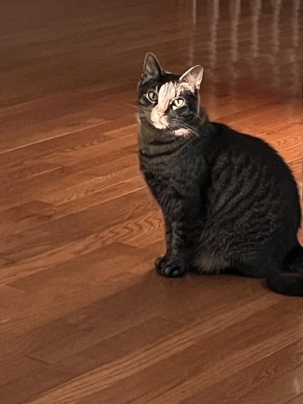 I'm waiting, servant! Bring on the Wellness gourmet food!