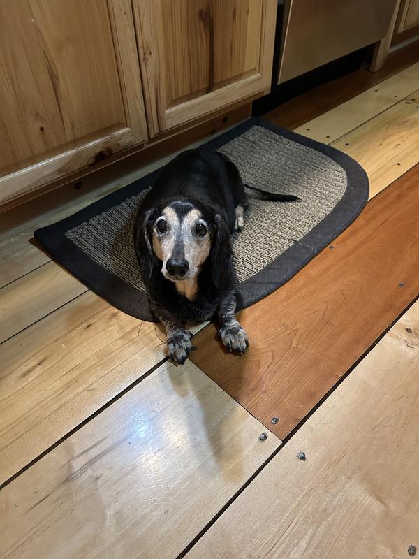 FXW Dog Pee Pads Unscented