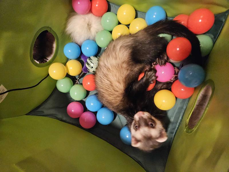 Ball pit hot sale for ferrets