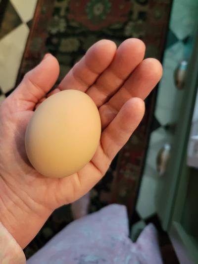 Big eggs and delicious