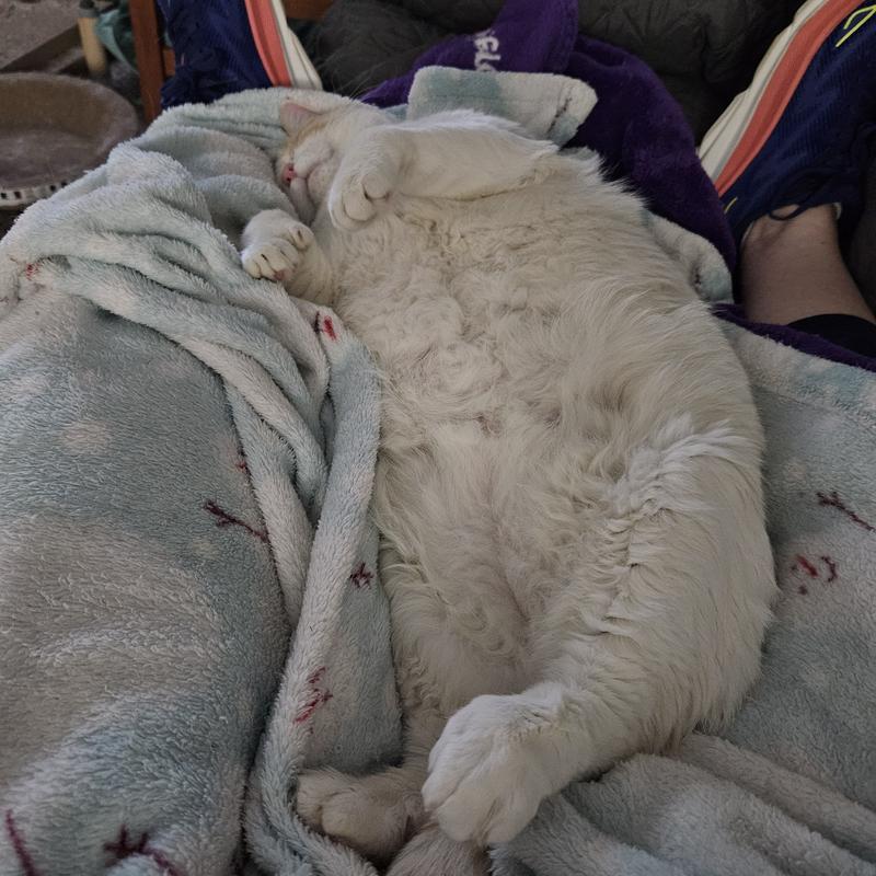 Cricket is busy napping at the moment...