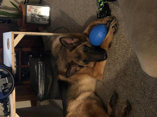 Blazer - 4 yrs old