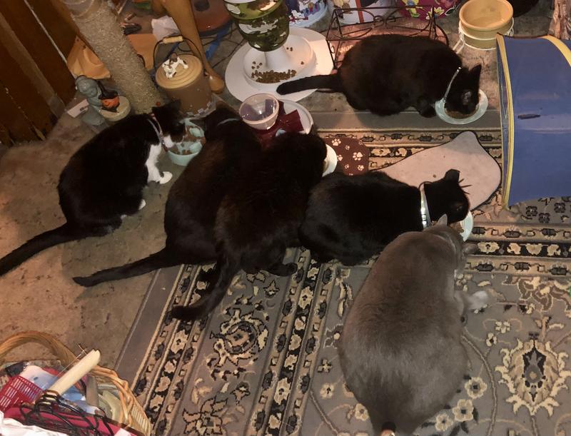 As you can see it’s hard getting all 8 in a photo but 6 is better than usual