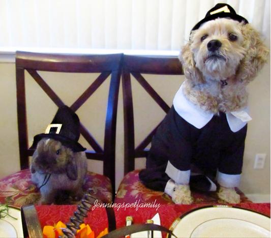 Pilgrim costume shop for dog