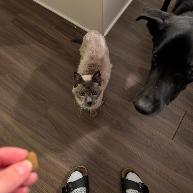 My dog thinks they smell delicious, too! (He got his own treat)