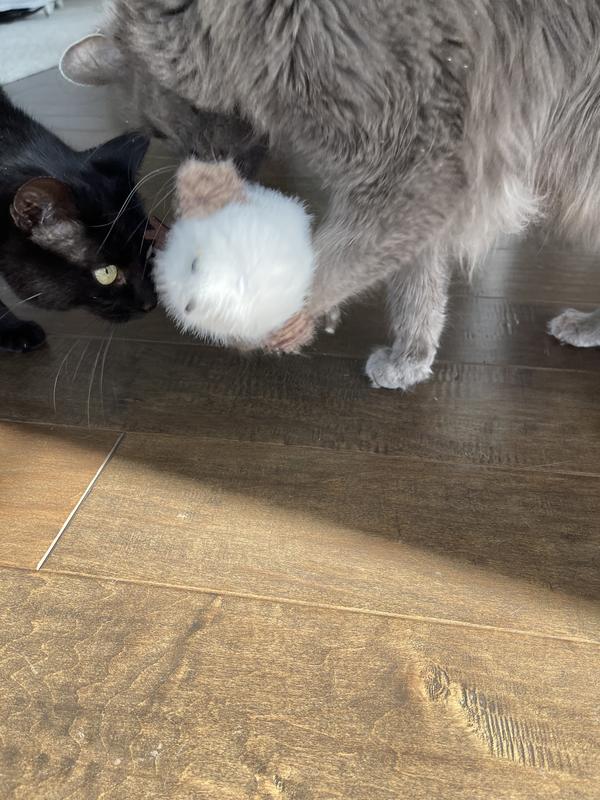 Ready to attack him!