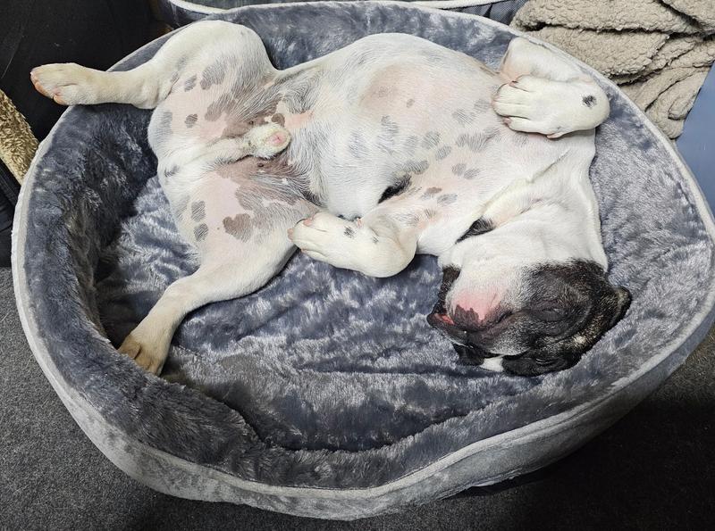 30lb French Bulldog in a size Large