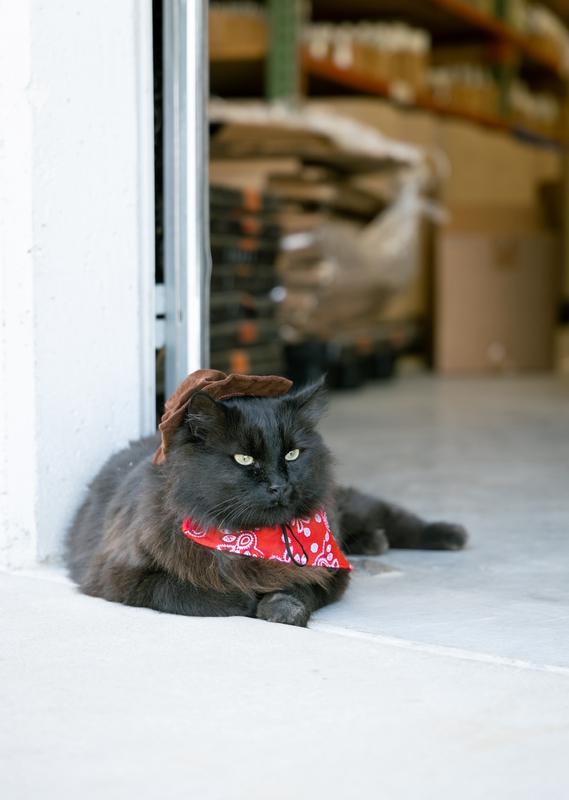 Oscar (Maine Coon mix)