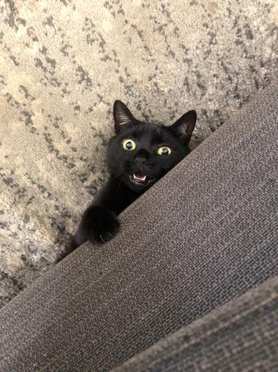 Then she attacked my feet from under the couch! :D