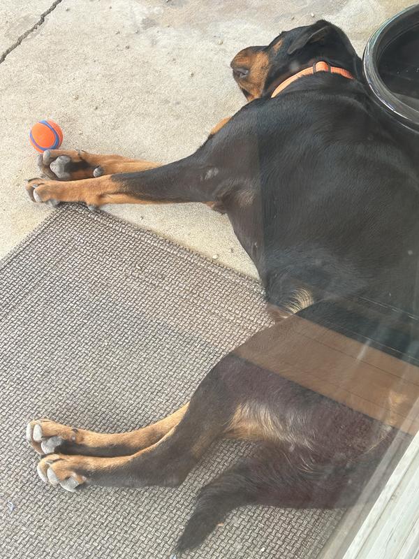 Emma is always with her Orange ball even sleeping
