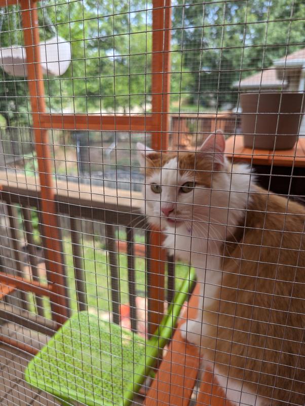 Chewy cat outlet enclosures