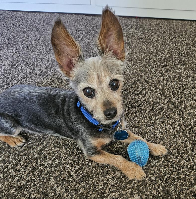 Remy loves his spiky egg!