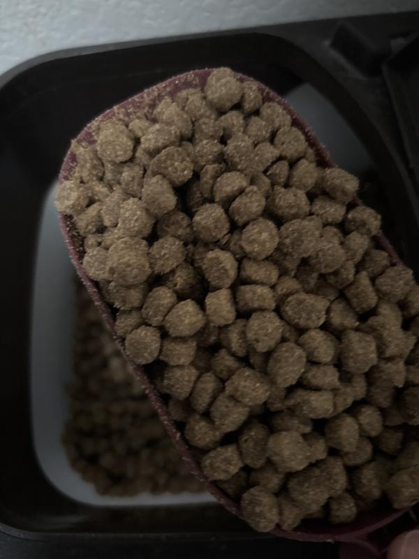 amazon dog food merrick lamb Merrick Lil Plates Grain Free Small Breed Real Lamb and Sweet Potato Recipe  Dry Dog Food - Philadelphia, PA