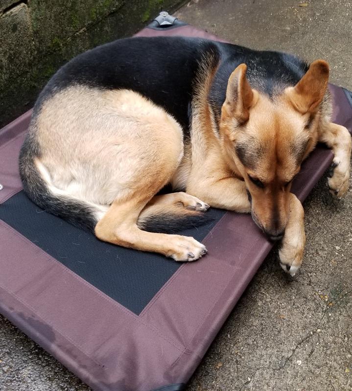 Small Dog Bed K&H Pet Products Outdoor Elevated Dog Cot