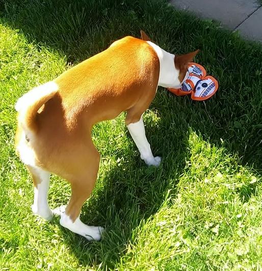 Rey Of Jakku and BB-8