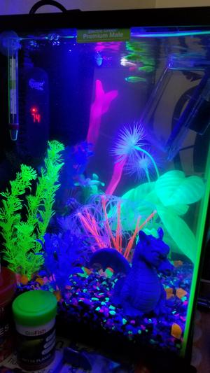 Glofish light bulb hotsell