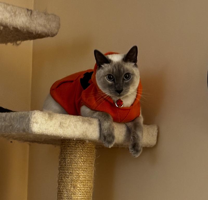 climbed to the top of the cat tree with no problem