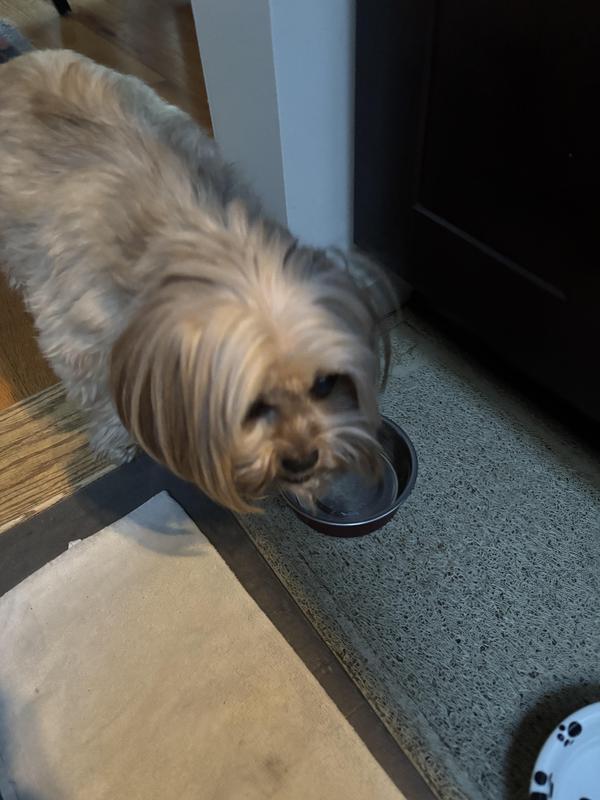 Devouring, not savoring the doggy pâté