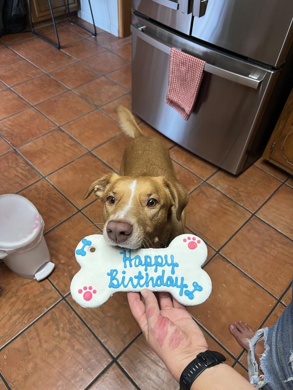 Birthday treat for Ollie!