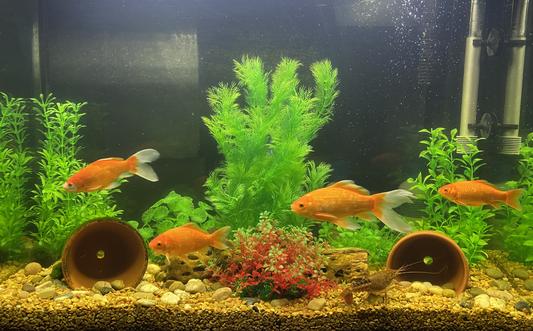 PYTHON No Spill Clean Fill Aquarium Maintenance System, 25-ft