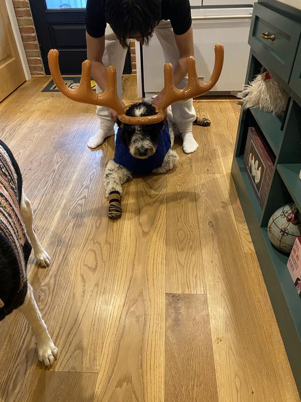 Huck in his antlers and tiger toes.  We now have the black and grey!