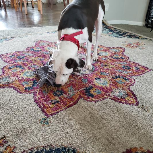 Paw5 Wooly Snuffle Mat Is One of the Best Dog Toys I've Bought