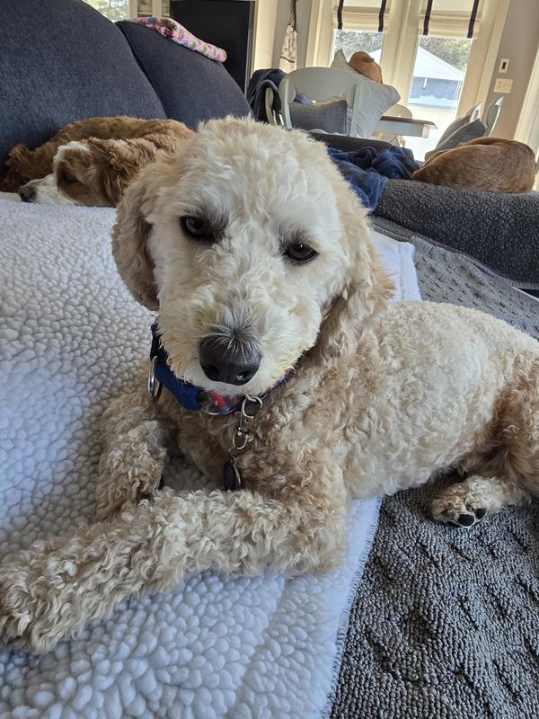 Max results -- easier brushing of curly poodle hair post bath.  Smells great!!