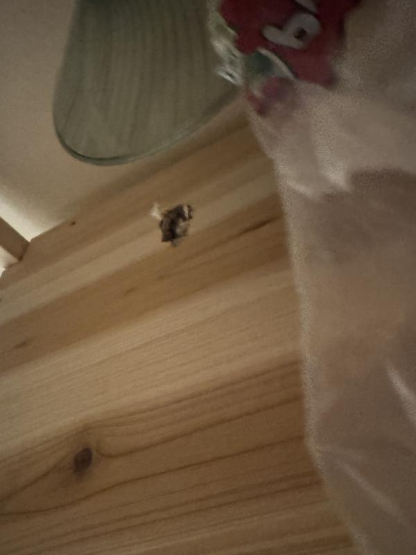 Hole chewed by hamster