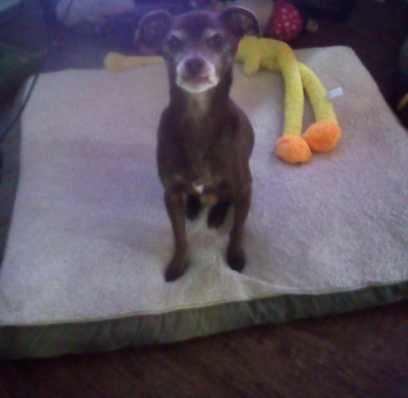 Mabel waiting for her Arterra  Multivitamin Supplement