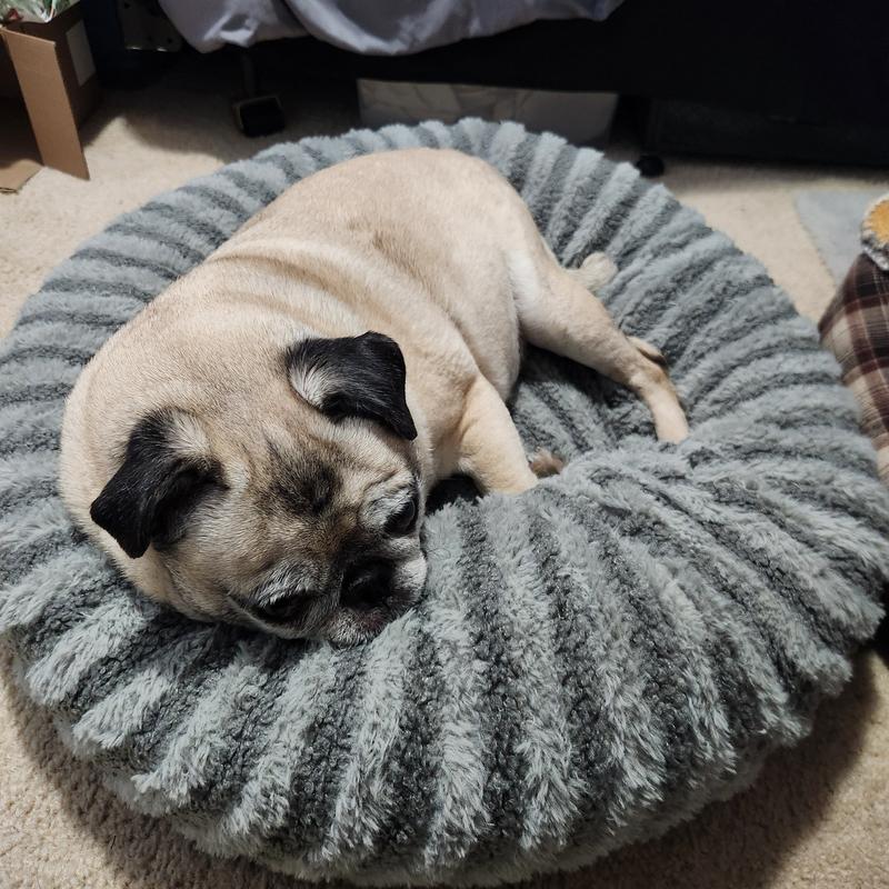My dog using the bed