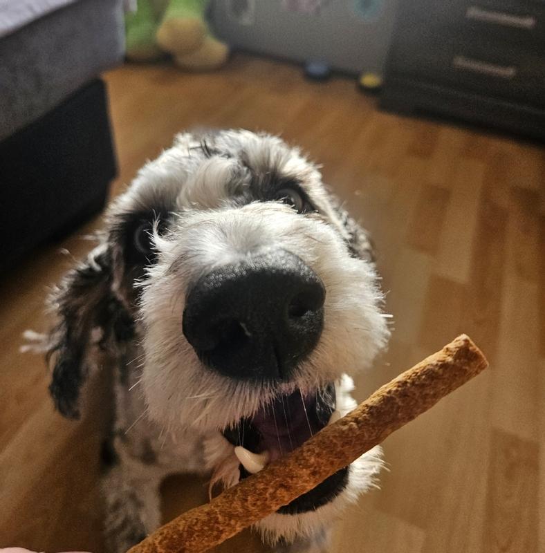 Resounding 2 paws up