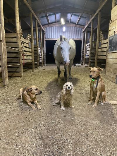 Healthy dogs!