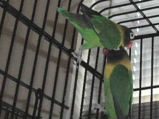 Princess & Romeo