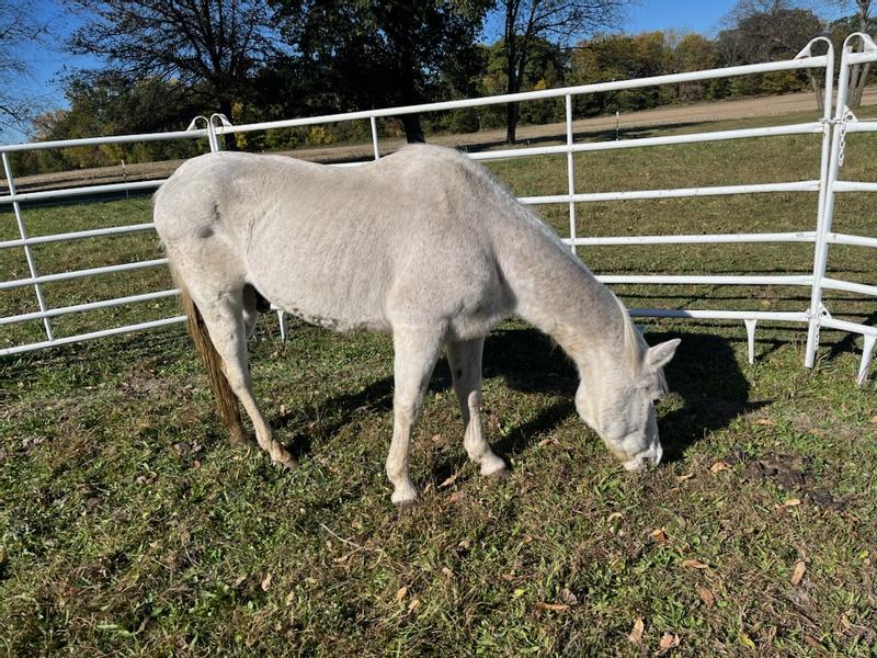 Picture in fly mask was before, second picture is after 3 weeks.