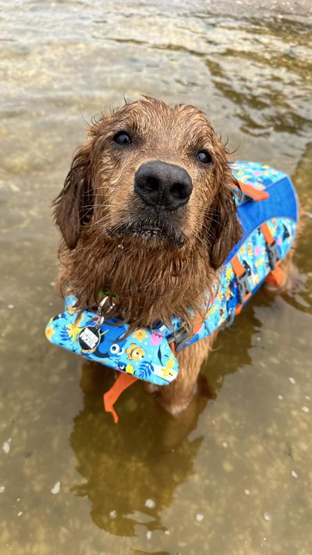 Nemo dog life jacket best sale