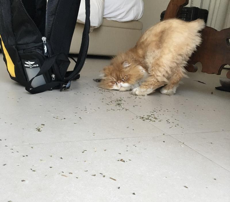 And the party don’t stop