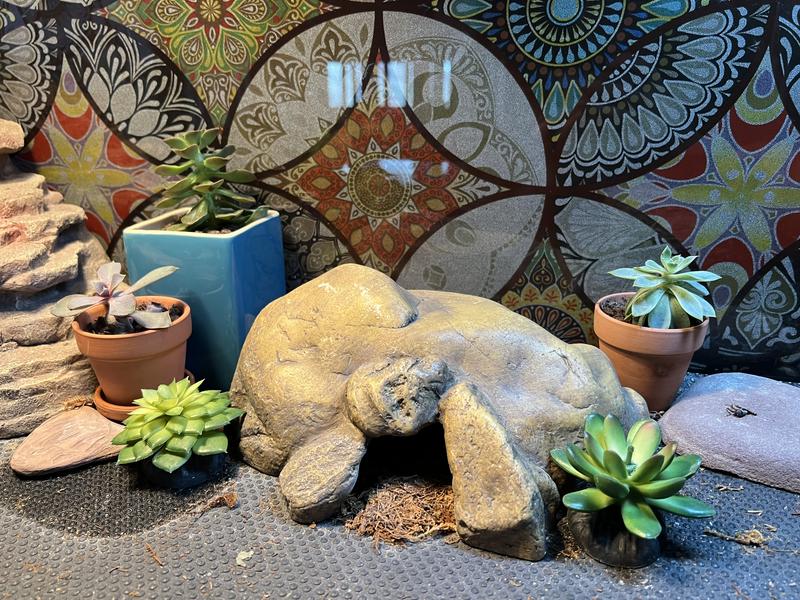 The three real plants are potted and towards the back. The two up front are fake.