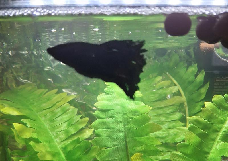 He loves his solitude