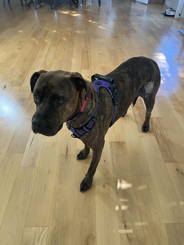 XL size on my 95 LB Cane Corso