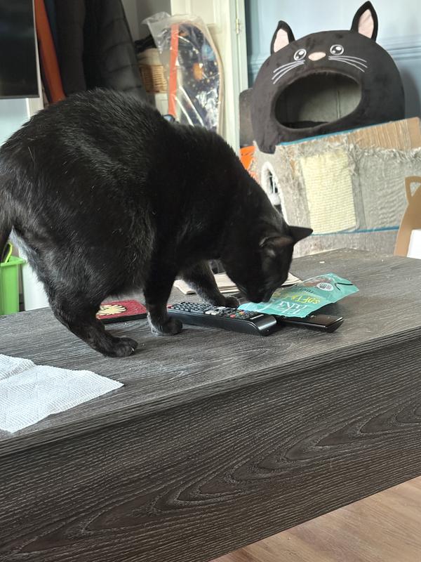 Marlee trying to break into the Tiki Cat treats