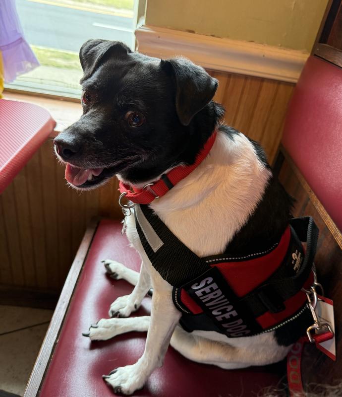 Enjoying our favorite Thai restaurant!