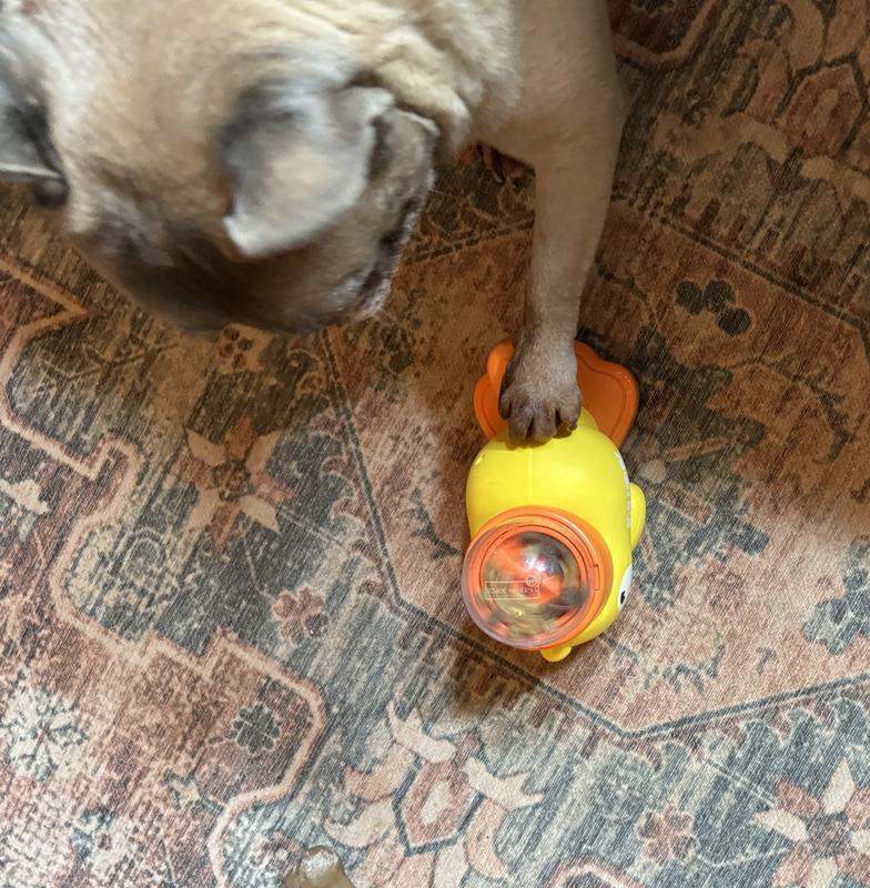 Simon giving his treat filled interactive duck toy a workout.
