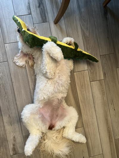 Toy is a nice size for our 70lb doodle