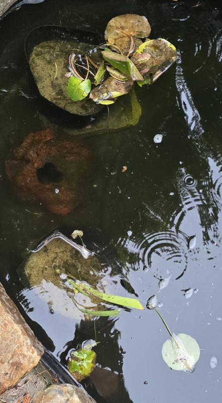 plant arrived half dead