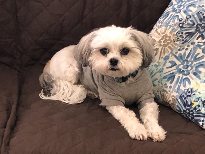 One happy  and healthy Chewy dog