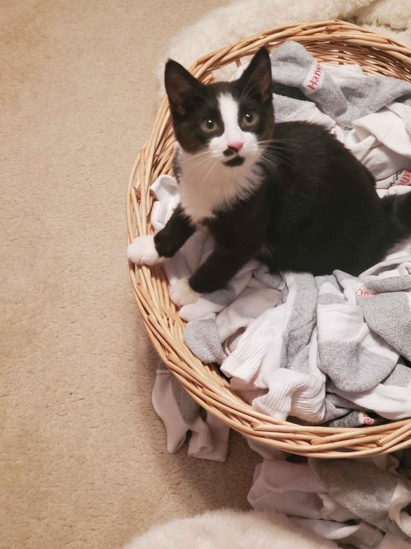 Kuro and his basket of socks