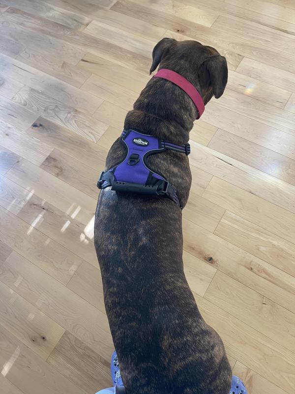 XL size looks a bit small and silly on my 95 LB Cane Corso