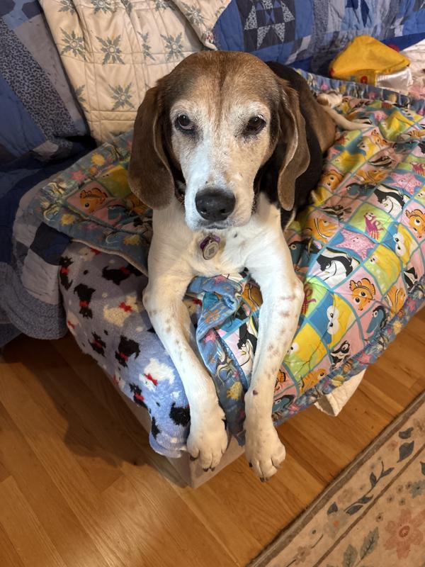 Cricket the beagle/coonhound. Approximately 13-14 years old.