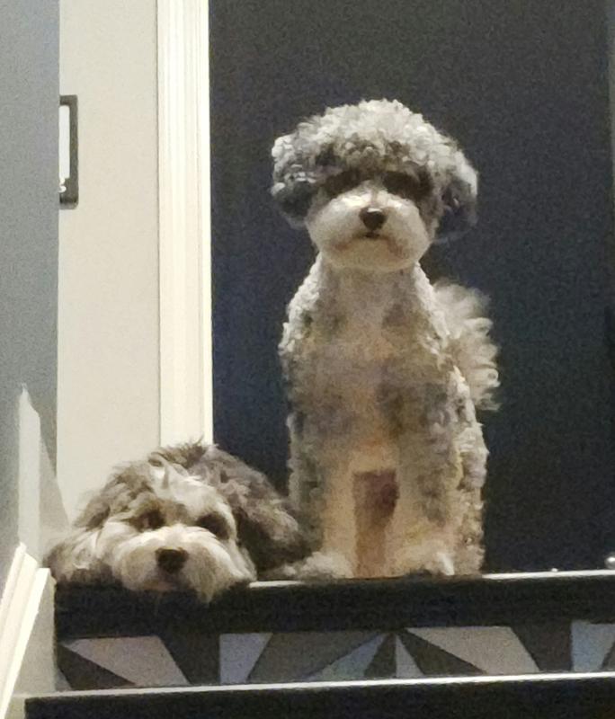 Waiting to get their new crunchy Chewy treat